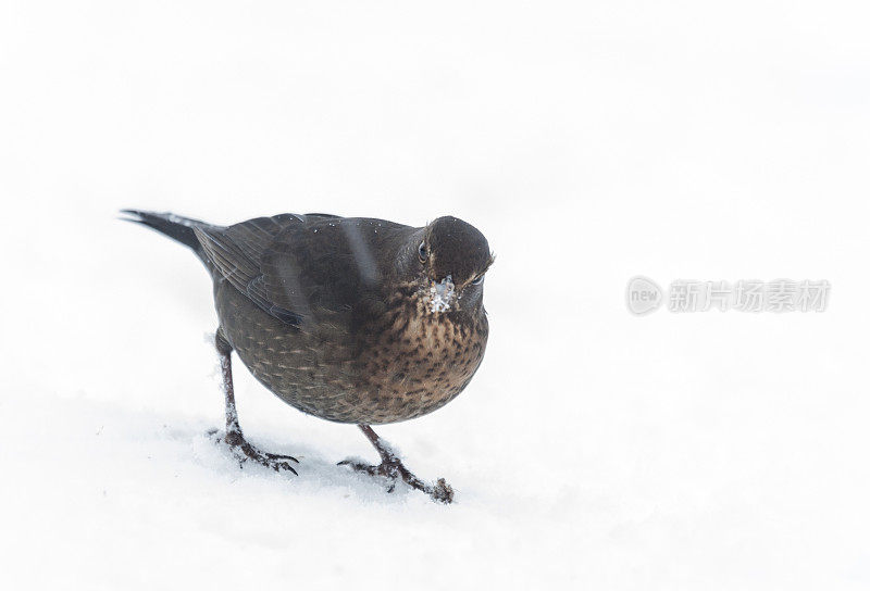 欧亚画眉，Turdus Merula，站在雪地里